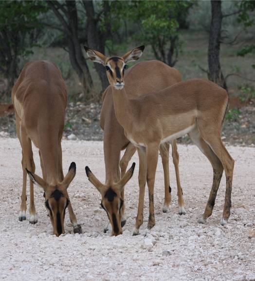 Angola-Schwarzasen-Impalas in der Etosha